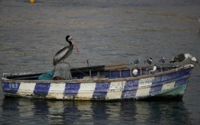 Γρίπη των πτηνών: Σχεδόν 14.000 θαλασσοπούλια βρέθηκαν νεκρά στο Περού