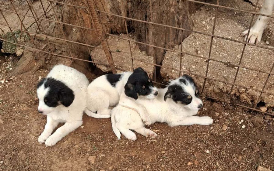 Πέντε γλυκά κουταβάκια ψάχνουν το παντοτινό τους σπίτι