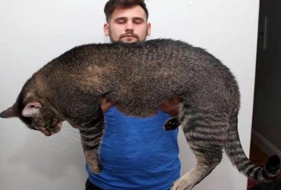 Ο μεγαλύτερος γάτος του κόσμου βρήκε επιτέλους σπίτι! (εικόνες)