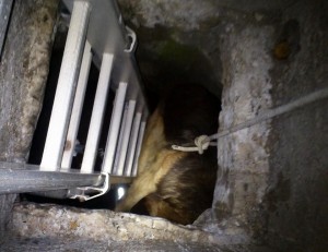 Σύλλογος Ζωόφιλων "Ντόρις" : Μια πραγματικά ντροπιαστική ιστορία