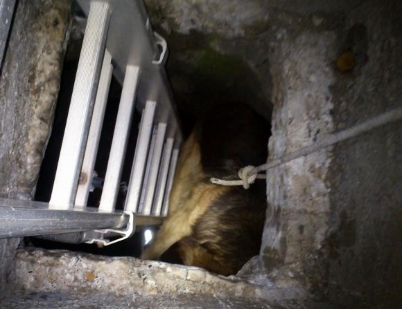 Σύλλογος Ζωόφιλων "Ντόρις" : Μια πραγματικά ντροπιαστική ιστορία