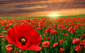 11 Νοεμβρίου 1918 - Lest we forget!