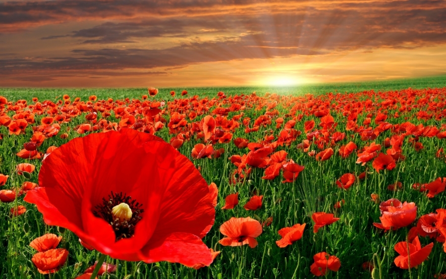 11 Νοεμβρίου 1918 - Lest we forget!