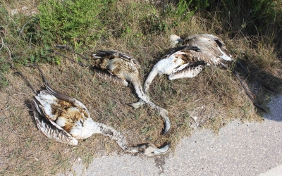 Aνησυχία για την εύρεση τριών νεκρών φλαμίνγκο στον υγρότοπο του Λιβαδίου
