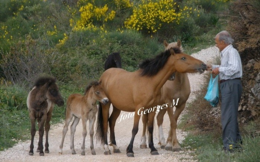 Ο κ. Παναγής που ταΐζει τα άλογα του Αίνου στο στόμα (εικόνα)