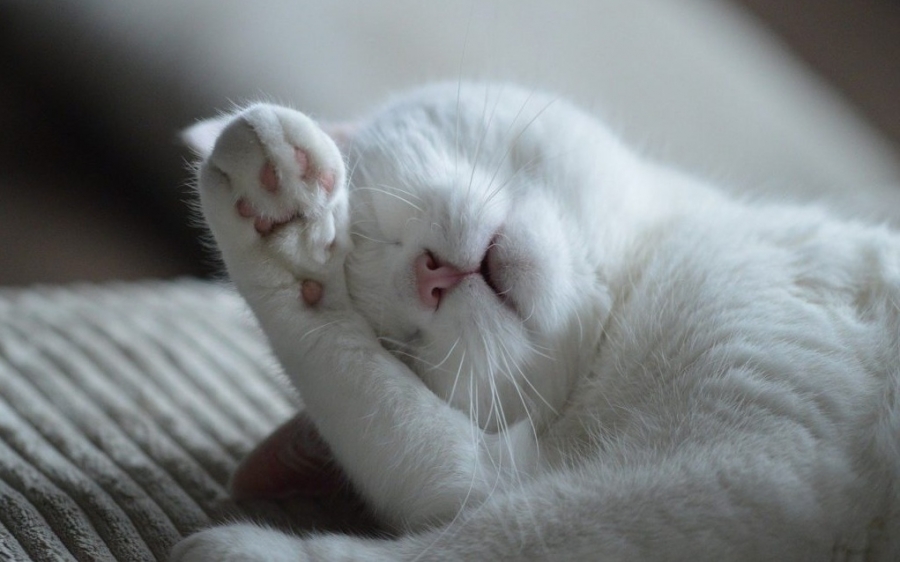 Ξέρετε πόσες τελικά ώρες ύπνου χρειάζονται οι σκύλοι και οι γάτες;