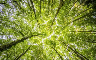 Κλοπή δέντρων και λαθρεμπόριο ξύλου στην μαύρη αγορά παγκοσμίως- Βάζουν κάμερες στα δέντρα για την προστασία των δασών