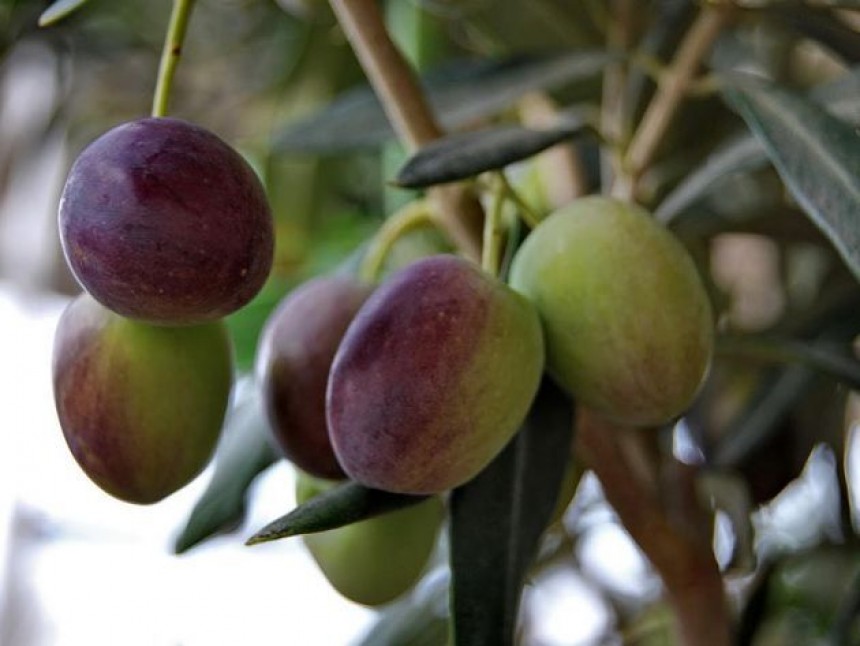 Ανάδειξη εργολάβων για τον ψεκασμό  ελαιοδένδρων για την Καταπολέμηση του Δάκου