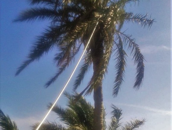 Γιατροί των Φοινίκων: Ψεκασμός αιωνόβιου φοίνικα στα Σαρλάτα (εικόνες)