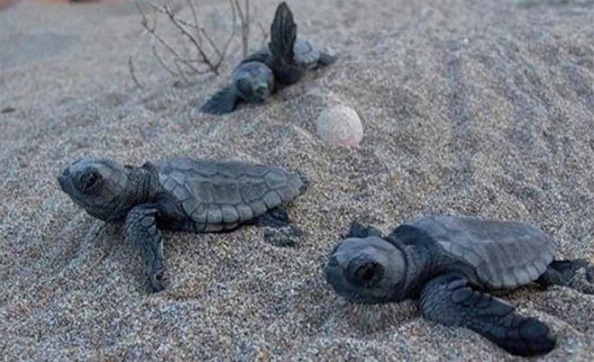 ΣΤΟ ΓΕΡΑΚΑ… Η πρώτη φωλιά της Caretta Caretta