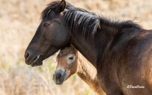 Ανάσα δροσιάς για τα άλογα του Αίνου - Πανέμορφες εικόνες