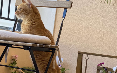 Χάθηκε ο Ντορίτο στο Αργοστόλι