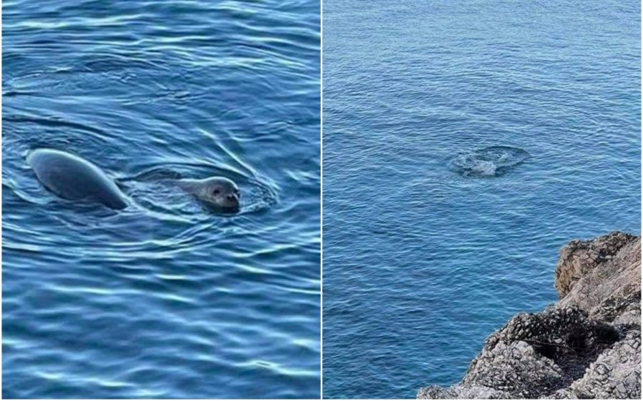 Φώκιες Μονάχους - Μονάχους παίζουν στα νερά της Κεφαλονιάς! (εικόνες)