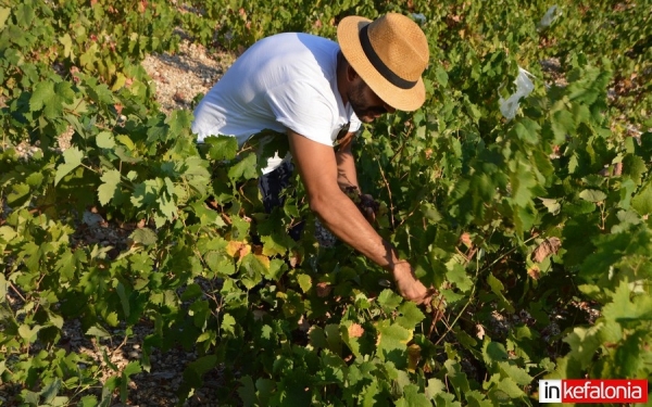 Ο παραδοσιακός τρύγος στα ''Δυσκόλια'' Διλινάτων! (εικόνες)