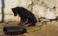 Κεφαλονιά: 6 χρόνια κάθειρξη και χρηματική ποινή 5.000 ευρώ σε γυναίκα που άφησε σκύλο δεμένο να πεθάνει από θερμοπληξία