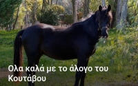 Ανακοίνωση Ιππικού Συλλόγου Κεφαλονιάς (RA) σχετικά με το άλογο του Κουτάβου