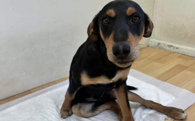 Το αφήσαν ανάπηρο στο δρόμο στο Ληξούρι, ας του δώσουμε μια ευκαιρία να ζήσει, πριν να είναι αργά!