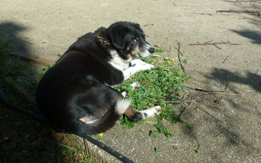 Κεφαλονιά: Έφυγε από τη ζωή ο παλαιότερος σκύλος - διασώστης (εικόνες)