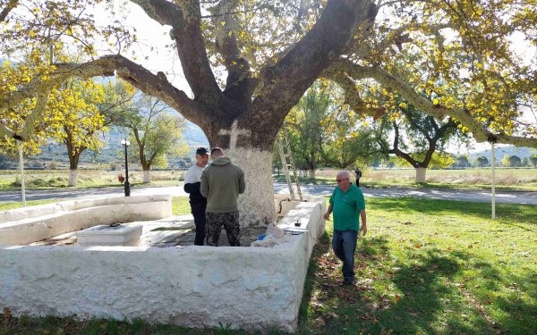 Κεφαλονιά: Ανακήρυξη του Πλατάνου του Αγίου Γερασίμου ως Προστατευόμενου Φυσικού Σχηματισμού (Διατηρητέο Μνημείο της Φύσης)
