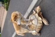 Τρομερό γέλιο ! Ο σκύλος - άρχοντας αποφάσισε να βολτάρει πάνω σε μια... χελώνα! (VIDEO)