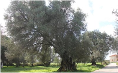 Διονύσιος Τρωϊάνος: Το μέλλον του πρασίνου στο Αργοστόλι