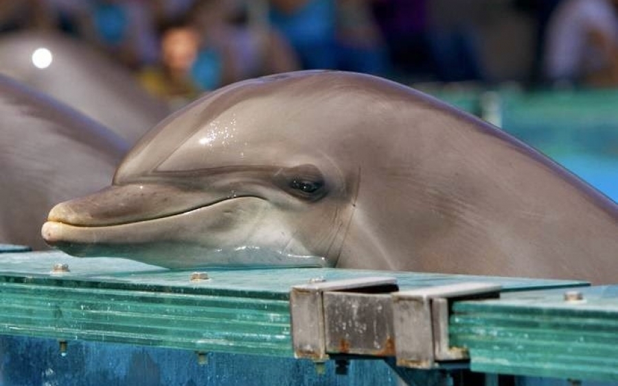 Εντοπίστηκε νεκρό δελφίνι στα Σπαρτιά