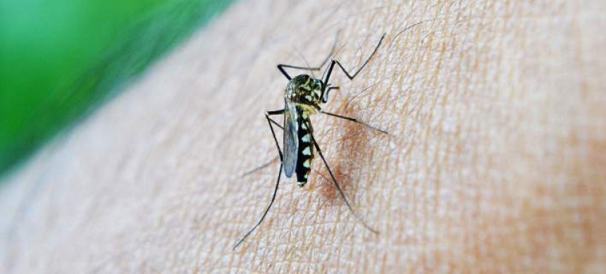 Διώξτε τα κουνούπια μακριά -Με 4 φυσικούς τρόπους