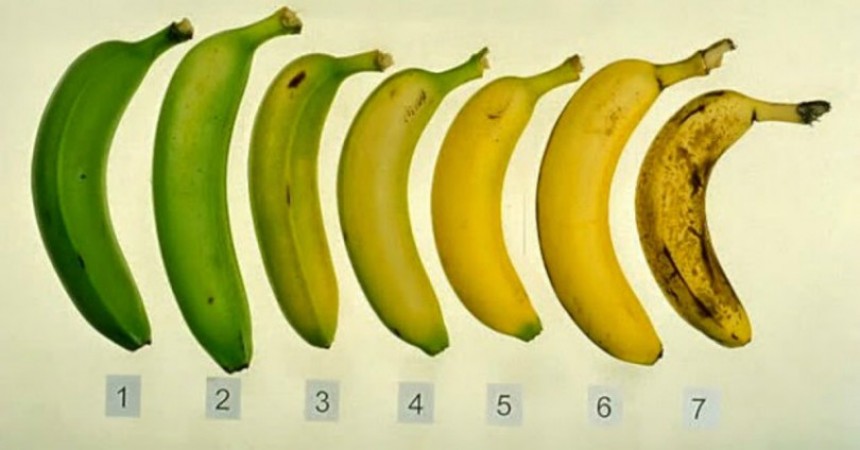 Εσείς ΞΕΡΕΤΕ ποια από αυτές τις μπανάνες είναι η πιο υγιεινή και γιατί;