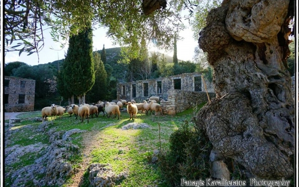 Οι επιζήσαντες καταφεύγουν στην Σάμη (εικόνες)