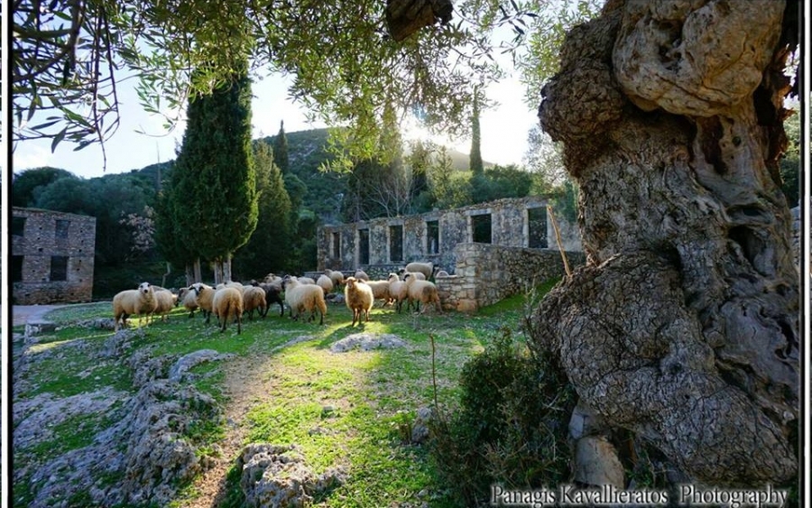 Οι επιζήσαντες καταφεύγουν στην Σάμη (εικόνες)