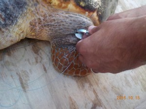 Κι άλλη χελώνα πιασμένη σε αγκίστρι και πετονιά στο Αργοστόλι