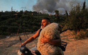 Φωτιά στην Αχαΐα: «Μέλπω» ονομάστηκε το πρόβατο που διασώθηκε με μηχανάκι και μεταφέρθηκε σε vegan φάρμα