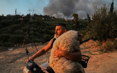 Φωτιά στην Αχαΐα: «Μέλπω» ονομάστηκε το πρόβατο που διασώθηκε με μηχανάκι και μεταφέρθηκε σε vegan φάρμα