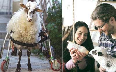 "Έσβησε" η Γιαννούλα – To ανάπηρο αρνάκι που συγκίνησε
