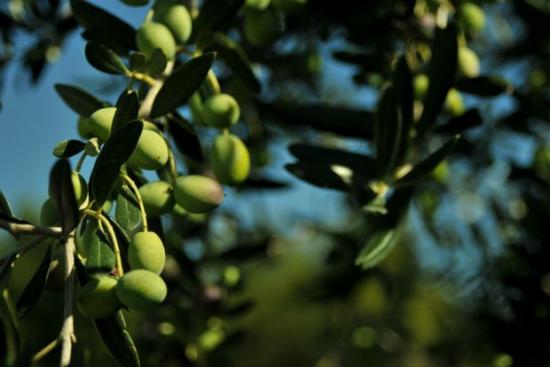 Διάθεση οπορωφόρων, πυρηνόκαρπων και δενδρυλλίων ελιάς  από τον  Ενιαίο  Αγροτικό  Συνεταιρισμό