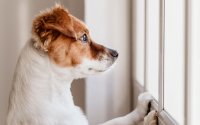 Άγχος αποχωρισμού: Πως εκπαιδεύουμε τον σκύλο μας για να μην έχει πρόβλημα στην απουσία μας