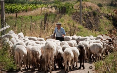 Ε.Α.Σ.: Αδικία σε βάρος ντόπιων Αιγοπροβατοτρόφων