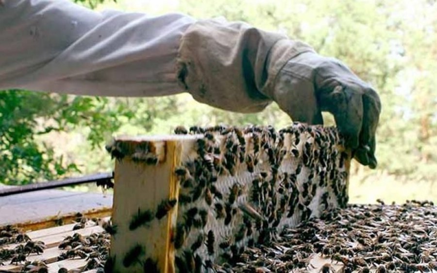 Ζάκυνθος: Νεκρός 48χρονος ημεδαπός από τσίμπημα μελισσών
