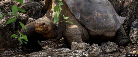 Πέθανε ο "Μοναχικός Γιώργος" σε ηλικία 100 ετών στα νησιά Γκαλαμπάγκος