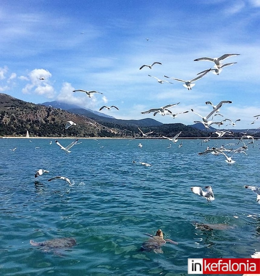 Χελώνες & Γλάροι σε ένα μοναδικό σόου στο Λιμάνι του Αργοστολίου