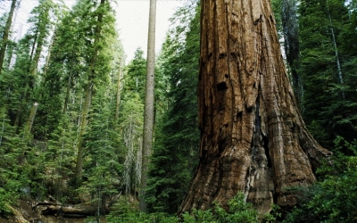 Εκδόθηκε Υπουργική Απόφαση για τη δημιουργία ένστολης Δασοφυλακής