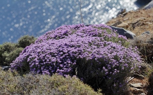 Π. Καππάτος: "Οι αμιγώς φρυγανικές εκτάσεις στα νησιά μας δε χαρακτηρίζονται πλέον ως δασικές"