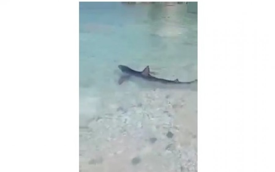 Επτάνησα: Γαλάζιος καρχαρίας βγήκε στα ρηχά - Τι αναφέρουν οι ειδικοί