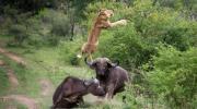 Βουβάλια εκτόξευσαν λιοντάρι στον αέρα σε ύψος πέντε μέτρων! (video)