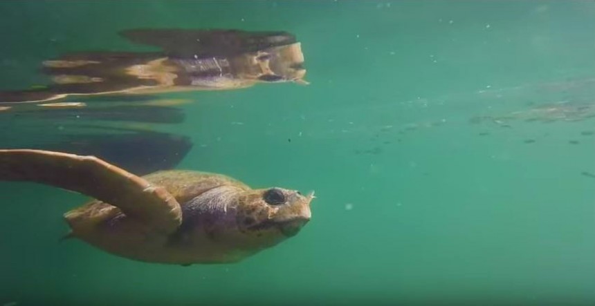 Underwater Love: Κολυμπώντας με τις χελώνες στην Κεφαλονιά (βίντεο)