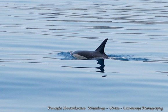 Δελφίνια - Υπέροχα και Ελεύθερα στον Πόρο (εικόνες)