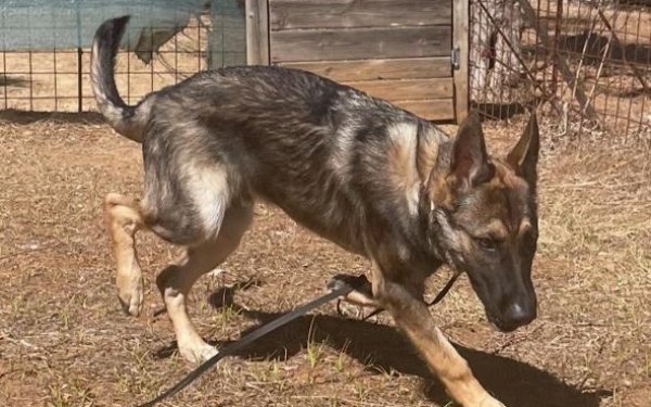 Βρέθηκε Γερμανικό ποιμενικό κουτάβι στη Λειβαθώ