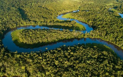 ΗΠΑ: Η ΙΚΕΑ αγόρασε 44.000 στρέμματα δάσους για να τα προστατεύσει