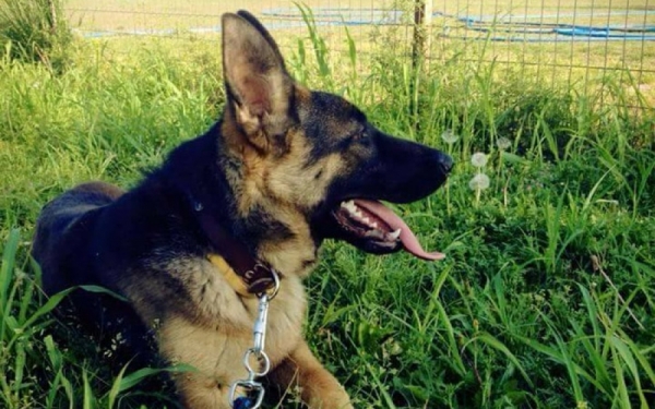 Βρέθηκε σκύλος στον Άγιο Ελευθέριο στο Πυργί