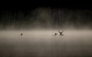 «Το Τραγούδι του Δάσους» από την Κινηματογραφική Λέσχη Αργοστολίου